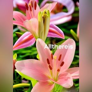 Pink!! It’s Spring!!!!!🌸🌸🌸